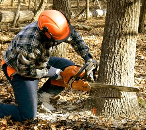 Tree Removal in Davenport, NY